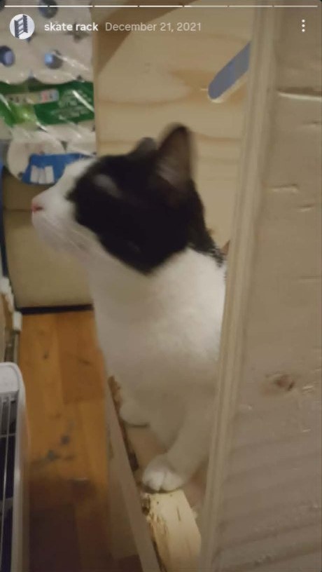 Cat sitting on a shelf of the unfinished skate rack